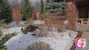 Обзор рабочего участка за городом. Как перезимовали розы?  Проветриваем розарии. 17 Марта.