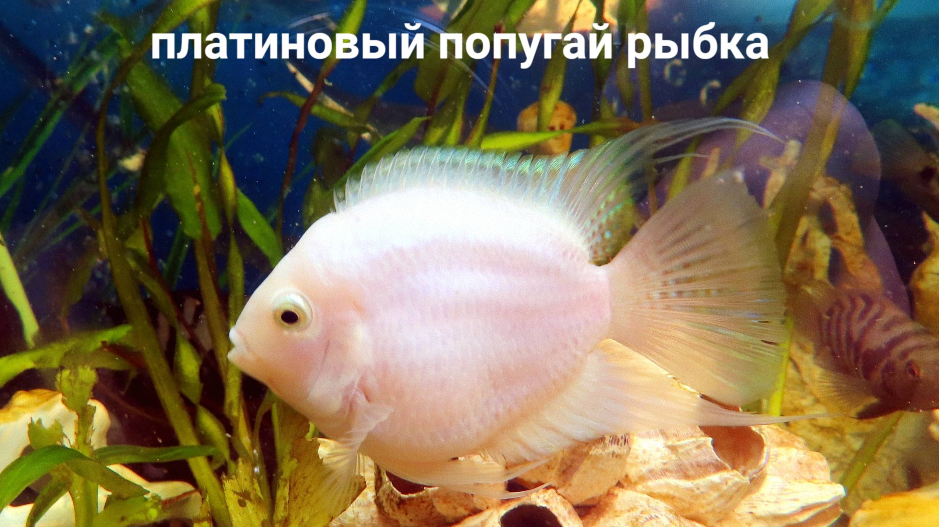 #ДВЕ_пары_ПОПУГАЕВ_рыбы_строят_ГНЁЗДА 16.03.25 #АКВАРИУМНЫЕ_РЫБКИ_НЕРЕСТ #цихлида_зебра_фламинго
