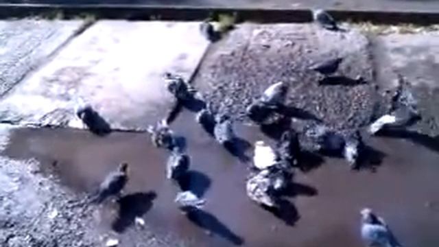 Осеннний позитив смотреть онлайн