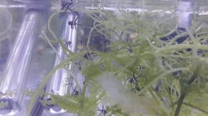 My first babies of Pterapogon kauderni