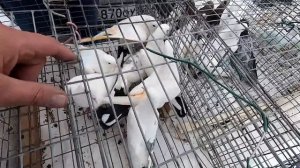 ГОЛУБИ на ВСТРЕЧЕ ГОЛУБЕВОДОВ - март2024г.Топки(часть-2)