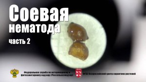 Соевая нематода. Часть 2