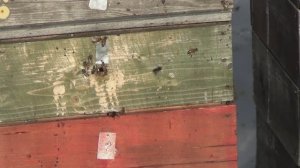 Первый робкий облёт. (17марта +3гр.) Сюжет 5й