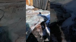 InShot_20250317_143601890.mp4