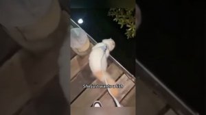 подборка видео с котиками