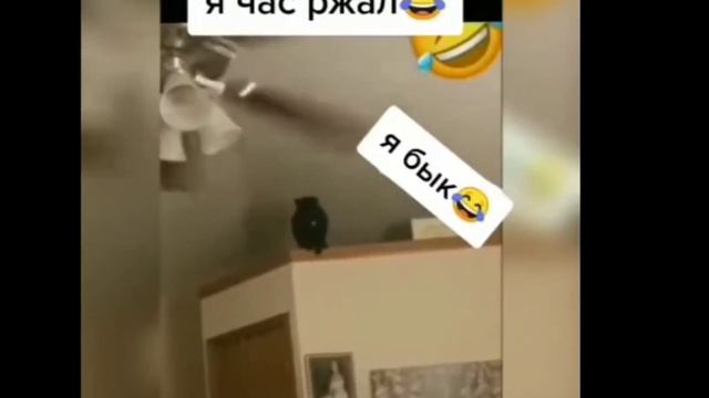 я бык #shorts #бык смотреть онлайн