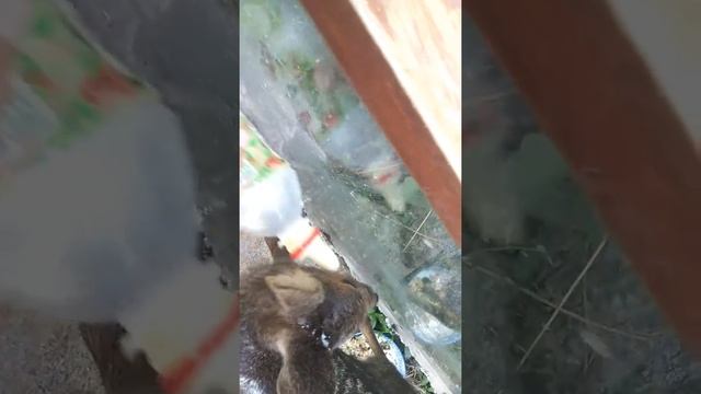 Korea kiyigi /кореа кийиги смотреть онлайн