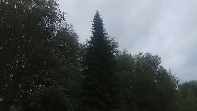 РЕЛАКС...ПЕВЧИЙ дрозд рябинник 🎧🌲
#shorts #природа #пениептиц