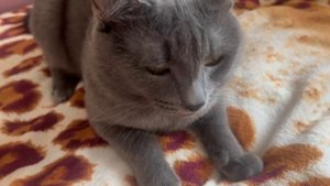 Немного устал, но меня уже не остановить! Котик и его суперигры! Интересные игры с хозяйкой, мяуу