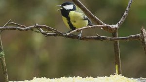 Симфония пруда и леса: Пение птиц и хор лягушек