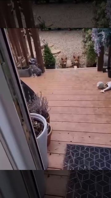 Лисица 🦊  

В хвосте лисицы находится железа, которая выделяет особый аромат!
