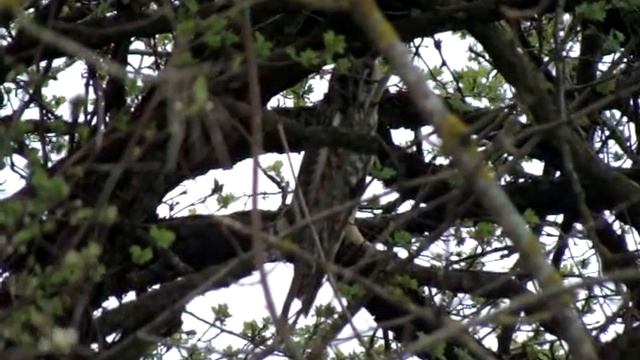 Ушастая сова смотреть онлайн