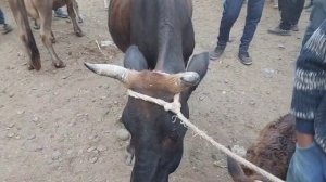 Молбозор ШАХРИТУЗ Мархамат Арзон булиб колди Сабаби Нима Хичким билмайди