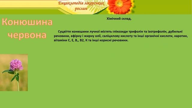 Конюшина червона смотреть онлайн