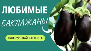 Сорта баклажан 🍆, которые хочется выращивать каждый год