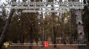 Карантинные и особо опасные вредители сосновых деревьев в Республике Крым
