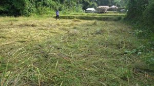 Clear grass and harvest bananas to raise pigs - Green forest farm, LIVING OFF GRID