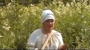 Таволга. Школа Травничества