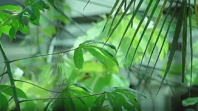 Sony alpha смотреть онлайн