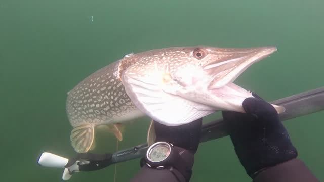 подводная охота смотреть онлайн