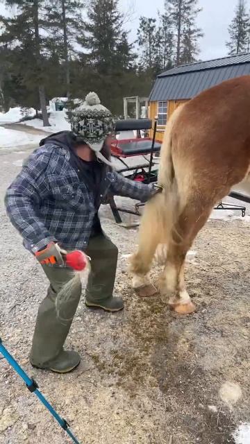No One likes brushing Horse tails more than my dad!  drafthorses belgian funny viral shorts