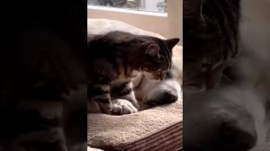 Я РЖАЛ ДО СЛЕЗ 😹 СМЕШНЫЕ КОШКИ И СОБАКИ _ СМЕШНЫЕ ЖИВОТНЫЕ 2023 😹 ЛУЧШИЕ ПРИКОЛЫ