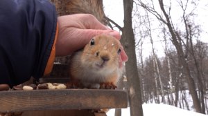 Три ласковые белки