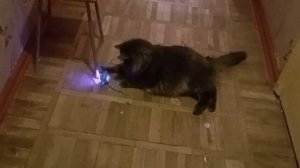 El medio gato episode II