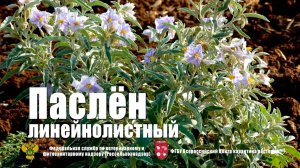 Паслен линейнолистный (Solanum elaeagnifolium Cav.)