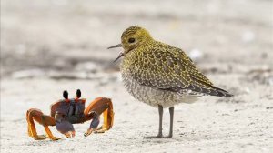 Ржанка и краб бегут к морю