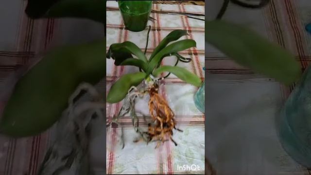 Орхидея в закрытой системе .Пересадка. смотреть онлайн