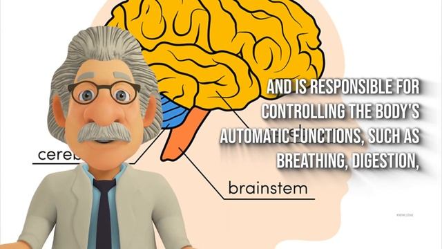 The human brain and how it works!!!! смотреть онлайн