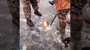 Вот это я понимаю рыбалка👍🔥