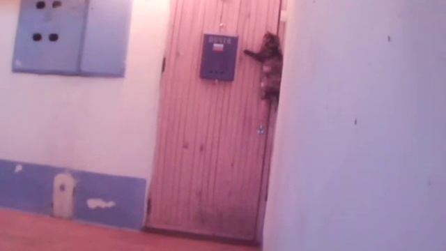 Кошка звонит в звонок к себе домой) смотреть онлайн