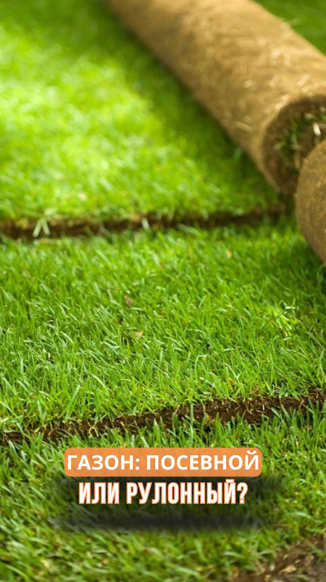 Газон: посевной или рулонный? смотреть онлайн