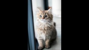 Самые милые котики: Мяу-Магия, от которой тает сердце! 🐾❤️