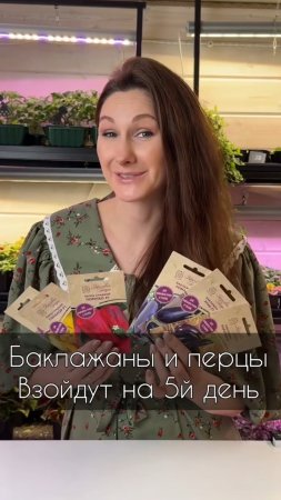 Баклажаны и перцы взойдут на 5й день
