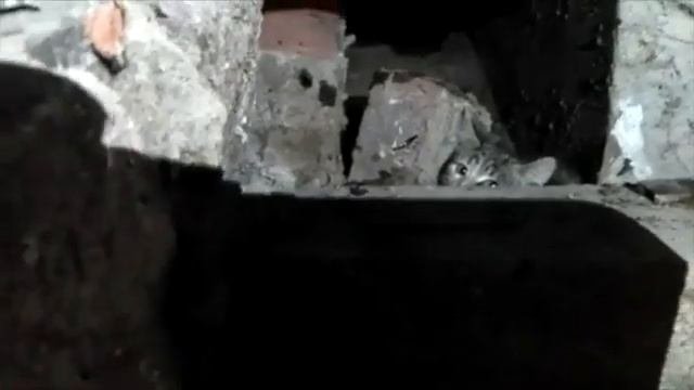 Спасение котенка из подвала на Каширке