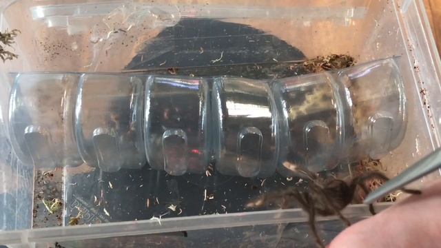 Most Expensive Invert Order EVER (Tarantulas, Centipedes) смотреть онлайн