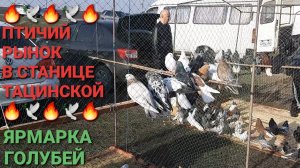 🔥🕊🔥 Птичий рынок в станице Тацинской. Ярмарка голубей. Pigeons Fair. Bird Market.
