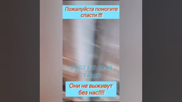 Срочный вывоз из усыпалки Казахстана! В отлове малыши:(( #помощь #спасищенка #спасисобаку #rescuedo
