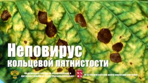 Неповирус кольцевой пятнистости