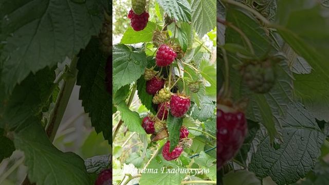 Осенний урожай малины