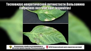 Тосповирус некротической пятнистости бальзамина (Impatiens necrotic spot tospovirus)