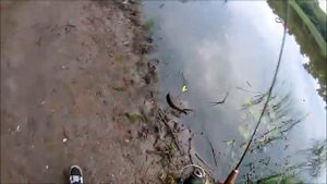 Рыба на карантине на Дону в районе Нижнего Икорца, 06.06.2020