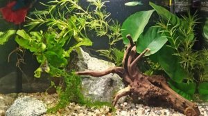 Мини аквариум "Балтимор"