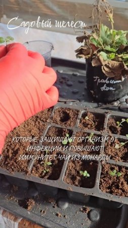 Монарда🌿 - лекарственный, морозостойкий многолетник.