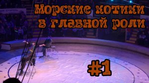 Морские котики в главной роли #1