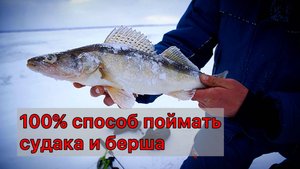 Безотказный способ зимней ловли судака и берша. Пошаговая инструкция.