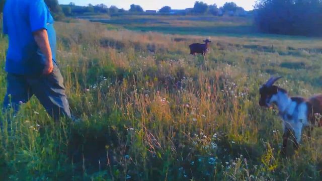 Иду забирать козликов домой с папой и Шариком